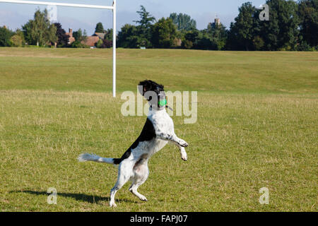 Ein Black und White English Springer Spaniel Hund Sprünge bis zu fangen einen Ball auf einem Rugby-Spielfeld. England, UK, Großbritannien Stockfoto