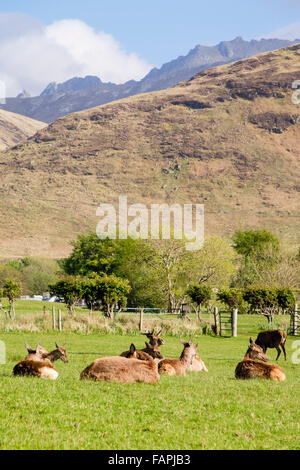 Red Deer (Cervus elaphus) Herde weiden auf den Golfplatz. , Lochranza Isle of Arran, North Ayrshire, Schottland, Großbritannien, Großbritannien Stockfoto