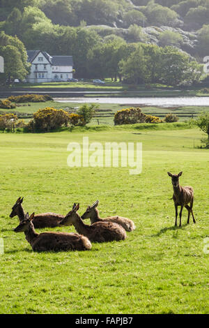 Red Deer Hinds (Cervus Elaphus) Weiden auf Golfplatz. Lochranza, Isle of Arran, North Ayrshire, Schottland, Großbritannien Stockfoto