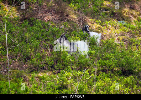 Verwilderte Ziegen grasen im Unterholz auf den Seiten des Gebirges Rhinog. Walisische wilde Ziegen in der Rhinogs. Stockfoto