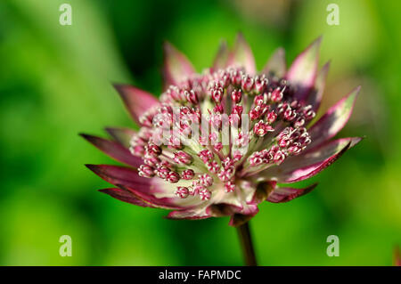 Tiefrot Astrantia Blume in der Nähe auf. Markante Nadelkissen wie Blume mit einer Halskrause der roten Hochblätter. Stockfoto