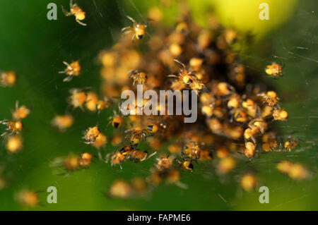 Ein Nest von winzigen gelben und schwarzen Garten Spinnen in einem englischen Garten. Stockfoto