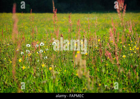 Englisch Sommerwiese voller Wildblumen. Stockfoto