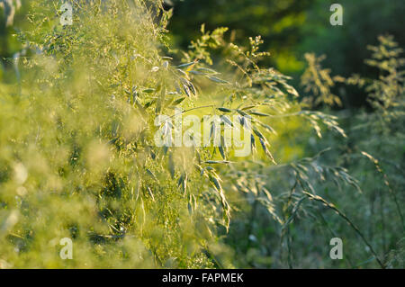 Grüne Sommer Gräser in der englischen Landschaft. Stockfoto