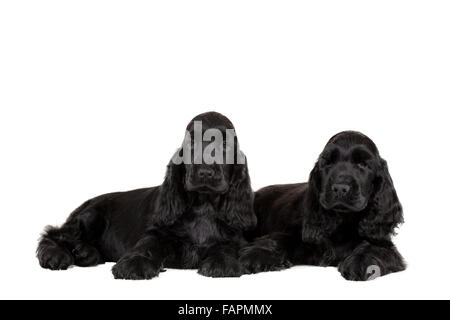 isolierte Porträt des englischen Cocker Spaniel Welpen, Europameister, Zuchtstation Stockfoto