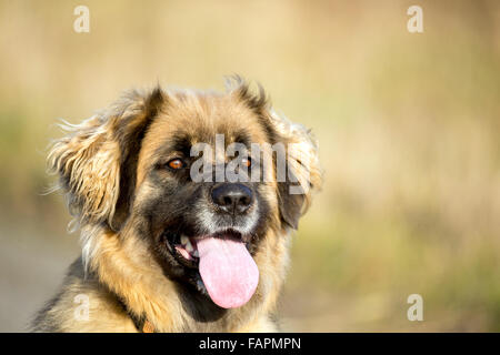 Schönes Porträt von Leonberger Rassehund im Freien an einem sonnigen Wintertag ohne Schnee Stockfoto