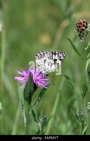 Marbled White Butterfly Melanargia galathea auf flockenblume Blüte in der englischen Landschaft in Swanage, Dorset England Stockfoto