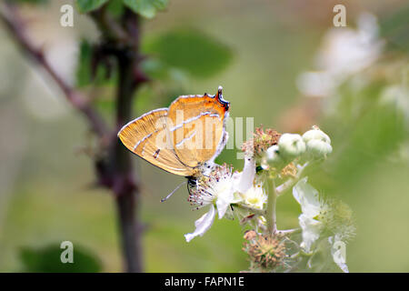 Brauner HairstreakThecla betulae Schmetterling auf Bramble Blüte im Bernwood Wald Oxfordshire England Großbritannien Stockfoto