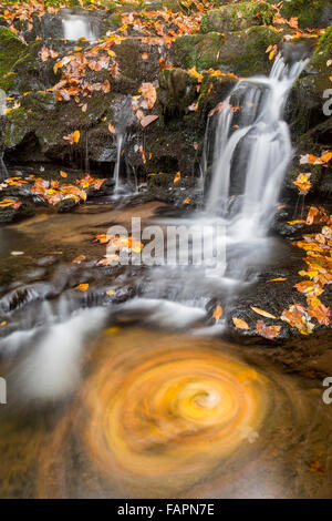 Herbst Blätter wirbeln, Manis Zweig fällt, Great Smoky Mountains NP, Tennessee USA Stockfoto