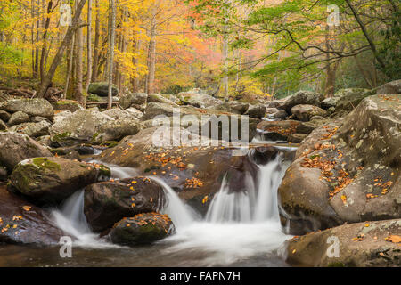 Herbstliche Ansicht mittleren Stift Little Pigeon River, Great Smoky Mountains NP, Tennessee USA Stockfoto