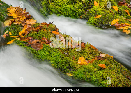 Herbstliches Laub und Moos, Laurel Creek Falls River, Great Smoky Mountains NP, Tennessee USA Stockfoto