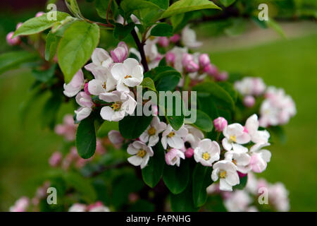 Crab Apple Blossom weiß rosa Blume Blumen Blüte blühfreudig Frühling fruchttragenden Baum Bäume Malus RM floral Stockfoto