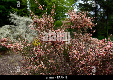 Cytisus Zeelandia blühenden Strauch Besen rosa Blüten Blumen Sträucher