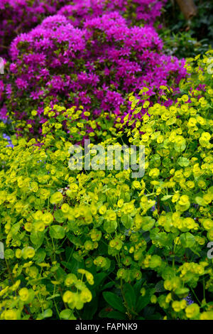 Euphorbia Palustris lime grün violett Azalee Blume Blumen Blüte Hochblätter Frühling Display Farbe Farbkombination RM Floral Stockfoto