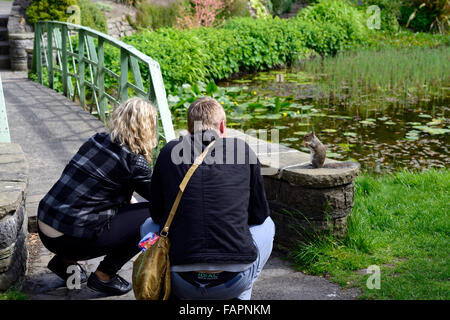 Eichhörnchen von Mann Frau Park Parkland Teich Wildtiere RM Floral gefüttert Stockfoto