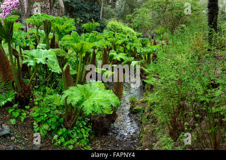 Gunnera Tinctoria Riesen Rhabarber Quellwasser Wachstum neue Blatt Farbe Farbe grün lieben feuchte Erde invasiver Arten RM floral Stockfoto