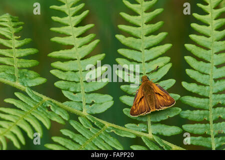 Große Skipper befindet venata, männlichen erwachsenen Schmetterling ruht auf Bracken. Shropshire, Großbritannien Stockfoto