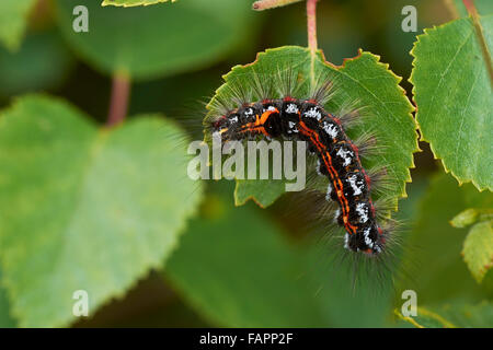 Gelb - Schwanz Motte Larve (Euproctis Gleichnisse) Fütterung auf Blatt. Shropshire, Großbritannien Stockfoto