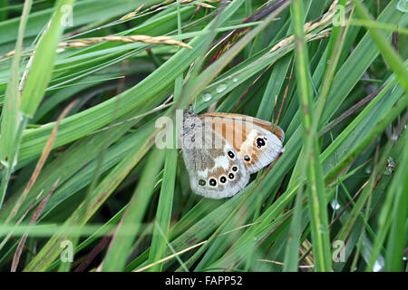 Großer Heideschmetterling Coenonympha tulila auf dem Whixall Moos English Nature Reserve in der Nähe von Whitchurch in Shropshire England Stockfoto