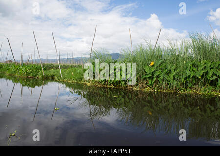 Eine schwimmende Bauernhof am Inle-See in Myanmar (Burma). Die Intha Menschen Pflanzenkulturen auf schwimmenden Vegetation. Stockfoto