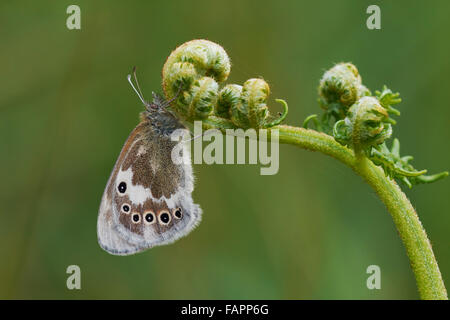 Große Heide Coenonympha Tullia männlichen Schmetterling gehockt Bracken, Shropshire, UK Stockfoto