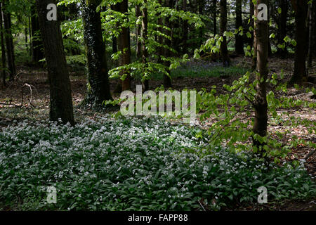 Allium Ursinum Bärlauch weiße Blume Blumen Blüte Teppich Masse massierten Holz Wald RM floral Stockfoto