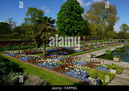 Kensington Palace Gardens versunkene Garten Frühling Blumen Tulpen Ersyimum Blüte formale Bett Rahmen anzuzeigen RM Floral Stockfoto