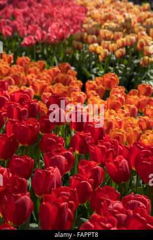 Schöne Blumenbeete mit Tulpen nur. Stockfoto