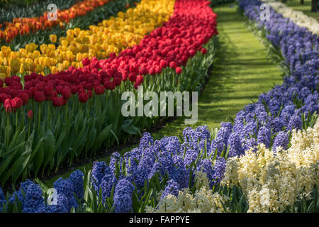 Keukenhof Frühlingsgarten, Holland Stockfoto