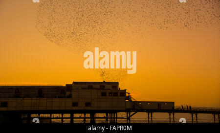 Aberystwyth, Ceredigion, West Wales, UK. 3. Januar 2016. Großbritannien Wetter.  Ein Murmuration der Stare führen an der Pier bei Sonnenuntergang. Bildnachweis: Trebuchet Fotografie/Alamy Live-Nachrichten Stockfoto