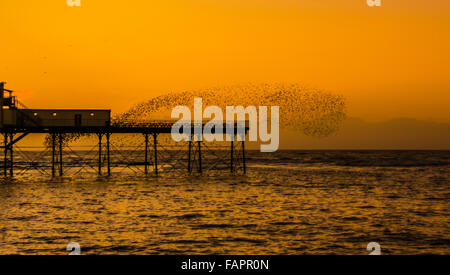 Aberystwyth, Ceredigion, West Wales, UK. 3. Januar 2016. Großbritannien Wetter.  Ein Murmuration der Stare führen an der Pier bei Sonnenuntergang. Bildnachweis: Trebuchet Fotografie/Alamy Live-Nachrichten Stockfoto