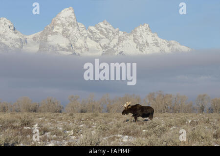 Elch (Alces Alces), Grand-Teton-Nationalpark, Wyoming Stockfoto