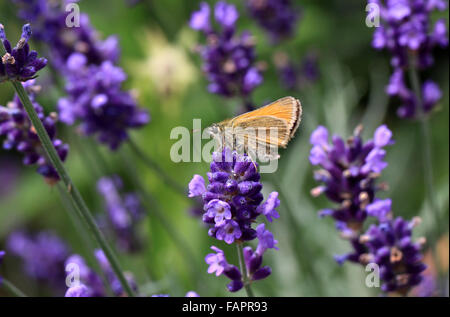 Kleine Skipper Schmetterling Thymelicus sylvestris in der englischen Landschaft Stockfoto