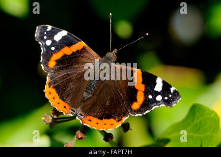 Red Admiral (Vanessa Atalanta) sitzen auf Englisch Efeu (Hedera Helix) Blütenstand, North Rhine-Westphalia, Deutschland Stockfoto