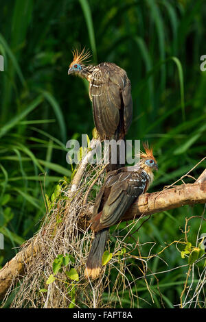 Zwei Hoatzins (Opisthocomus Hoazin) sitzend auf Ast, Manu Nationalpark Peru Stockfoto