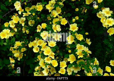 Rosa Xanthina Canary Bird gelbe Blume Strauch Rosenblüten Cluster Blumen farnartige Laub wölbte dornigen ergibt sich RM-Floral Stockfoto