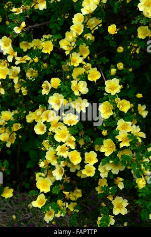 Rosa Xanthina Canary Bird gelbe Blume Strauch Rosenblüten Cluster Blumen farnartige Laub wölbte dornigen ergibt sich RM-Floral Stockfoto