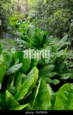 Lysichiton Americanus gelb Skunk Cabbage Laub Blätter Frühling Stauden Moor Wasser Wasserpflanzen RM Floral Stockfoto