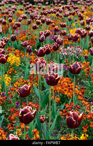 Tulipa Abu Hassan Cheiri orange Bedder dunklen Tulpen Mauerblümchen Farbe Farbe Kombination Blume Blumen Floral RM Stockfoto