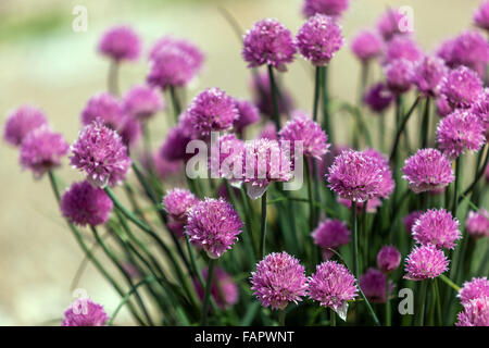 Garten Schnittlauch Blumen Allium Schoenoprasum Kräutergarten Stockfoto