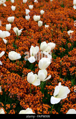 Tulipa Fosteriana Purissima Wegrauke Cheiri orange Bedder weiße Farbe orange Farbe Kombination Blume Blumen Floral RM Stockfoto