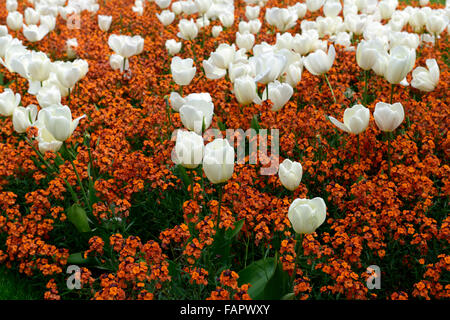 Tulipa Fosteriana Purissima Wegrauke Cheiri orange Bedder weiße Farbe orange Farbe Kombination Blume Blumen Floral RM Stockfoto