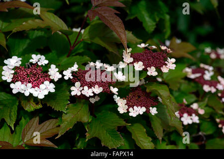 Viburnum Sargentii Onondaga Blumen Blüte Blüten Blütenblätter Sträucher Laub-weiße Frühling kann RM Floral pink Stockfoto