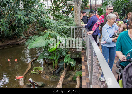 Flamingo Lebensraum in der nationalen Voliere befindet sich in Pittsburgh, PA Stockfoto