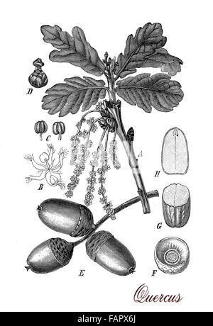 Vintage Print Beschreibung Eiche botanischen Morphologie: Blätter, Blüten (Catkin) und Früchte (Eicheln) Stockfoto