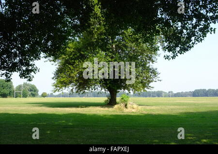 Ansicht von Hackney Sümpfen bei gutem Wetter mit Bäumen im Vordergrund. Stockfoto