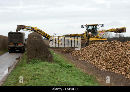 Roma selbstfahrende Zuckerrüben Lader Shottisham Suffolk UK Stockfoto