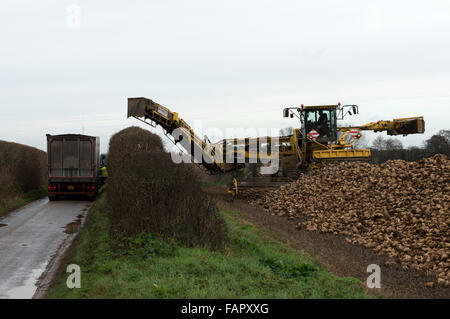 Ropa selbstfahrende Zuckerrüben Lader Einzug in Position, ein LKW, Sottisham, Suffolk, UK zu laden. Stockfoto