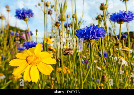 Wildflower Meadow. Kornblumen in einem Feld voller Wildblumen auf einem englischen Sommer Tag Stockfoto