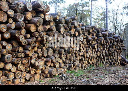 Frisch geschnittenen Kiefer meldet sich im Wald im freien Stockfoto